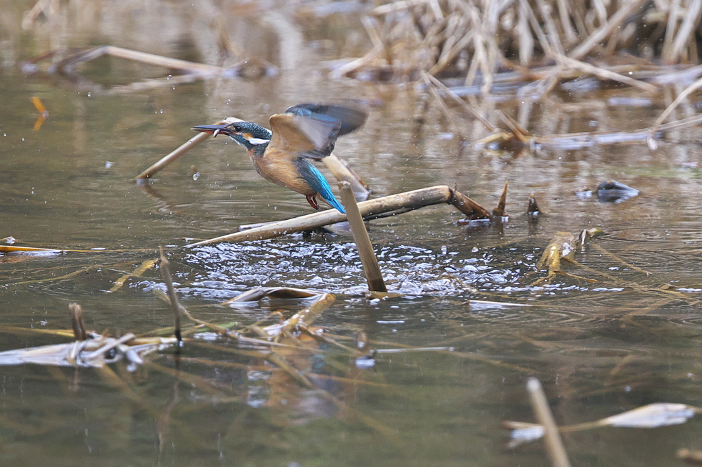 カワ嬢は隣の池で３