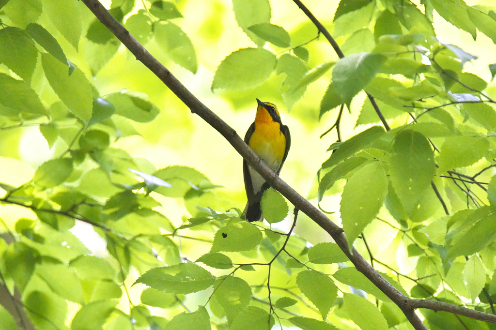 新緑の明るさ？