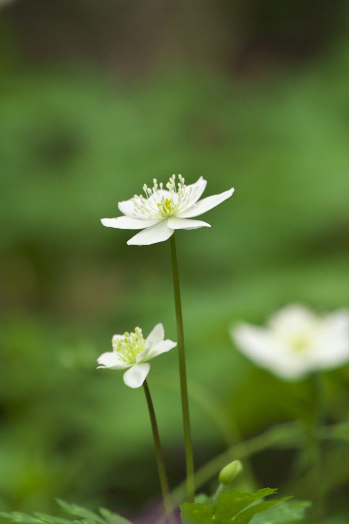 花は