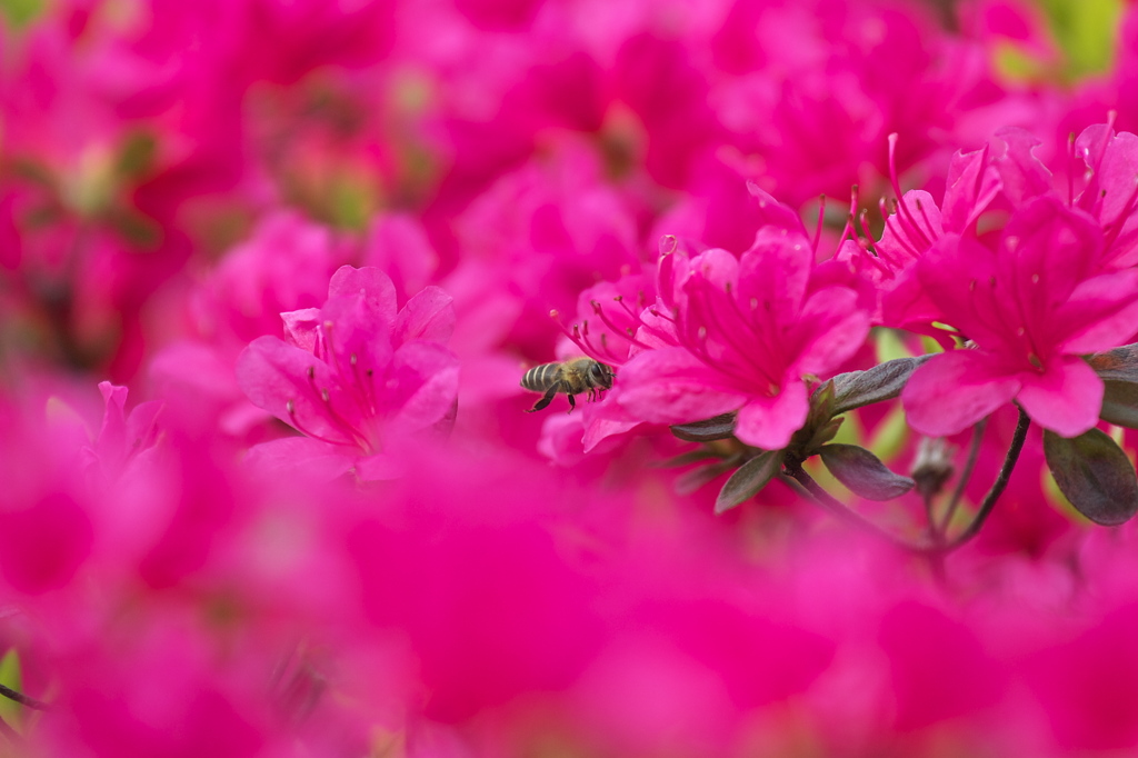 vivid bee