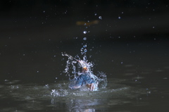 水に擁かれて 1