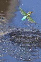 お願いしまッス