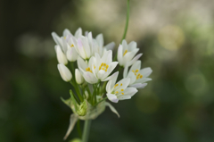 garlic chives