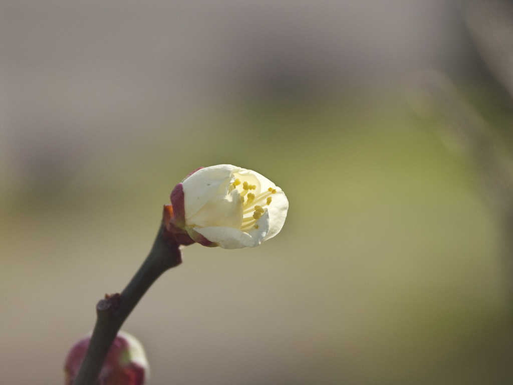 花開く 