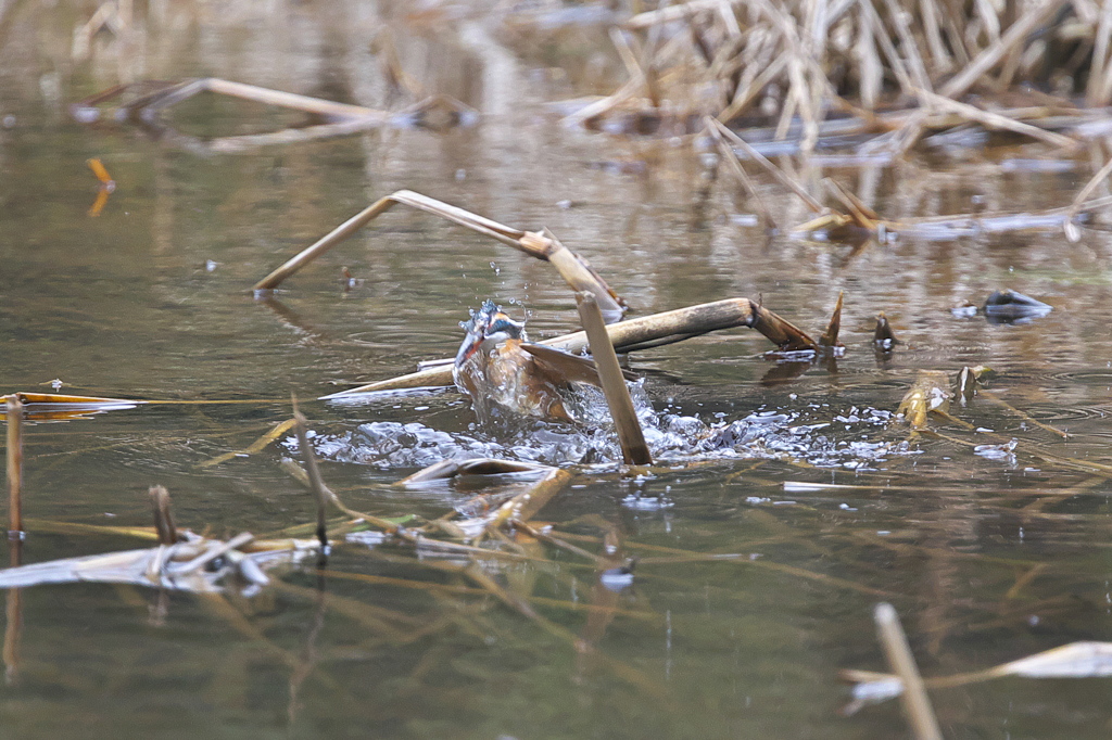 カワ嬢は隣の池で１
