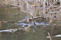 カワ嬢は隣の池で１