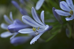 African lily 