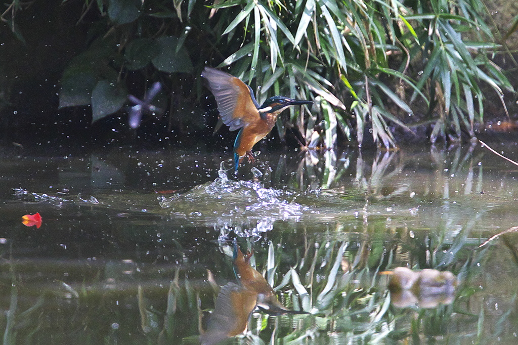 遠いけど水絡み～