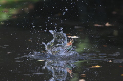 カワセミの織り成す水の芸術２