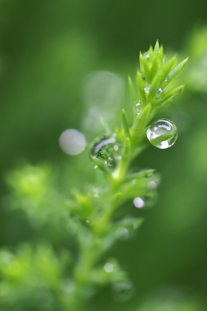 冷たい雨②