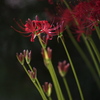 lycoris３