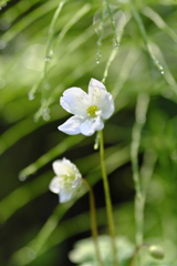 雨上がる2019