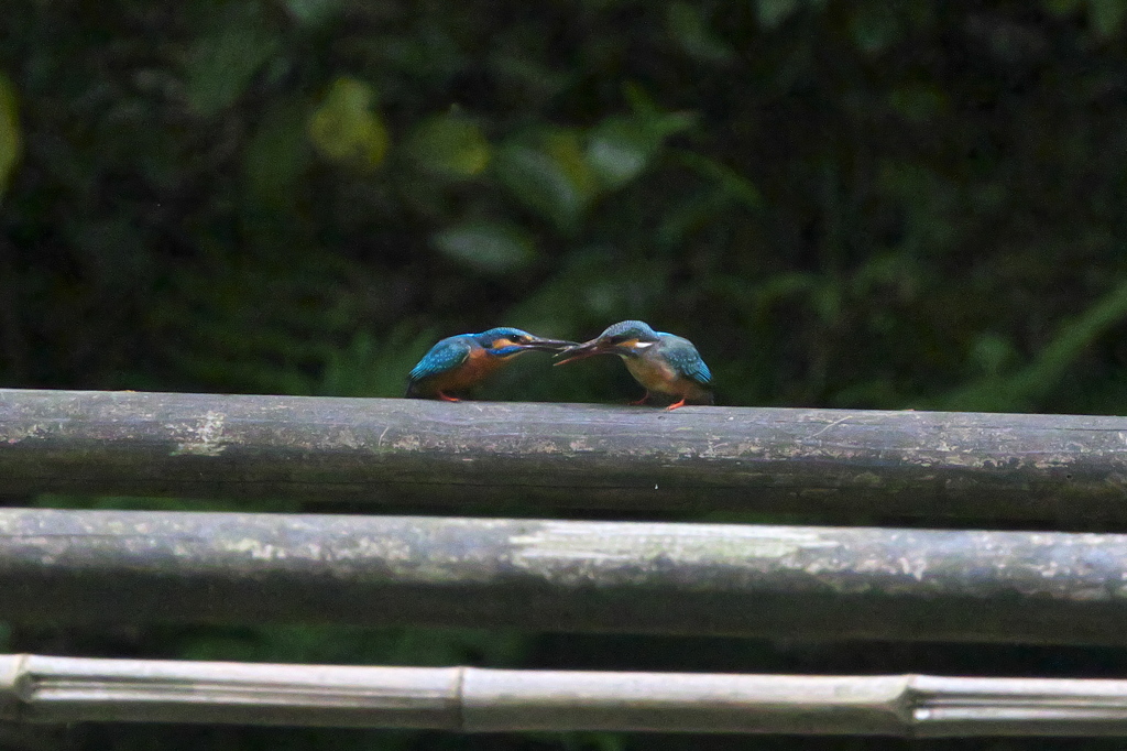夜食ですよ～？
