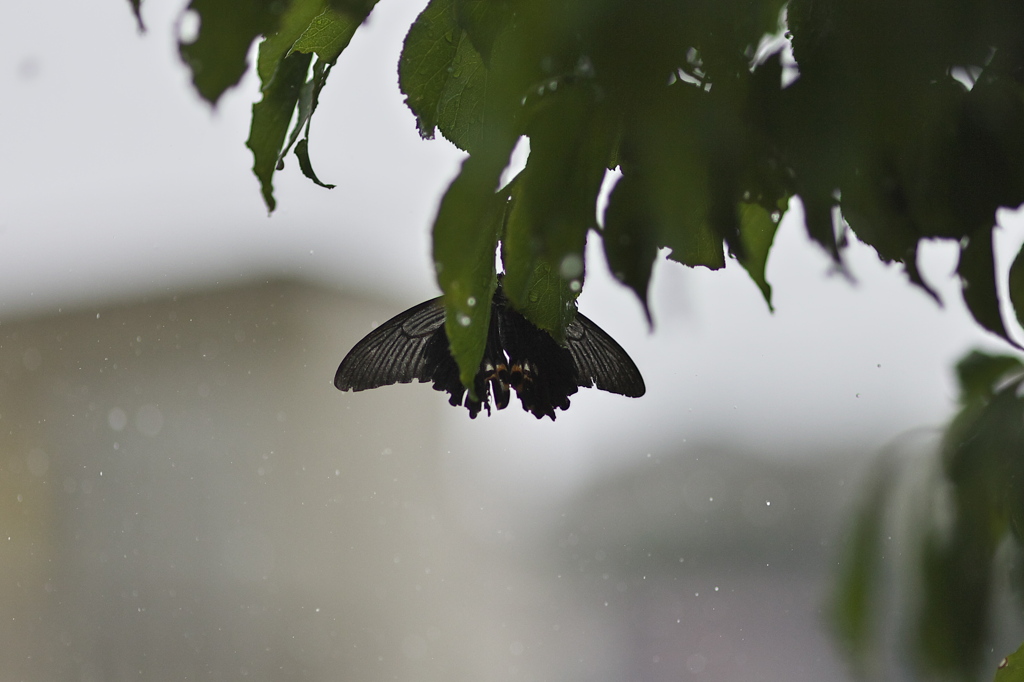 雨宿り