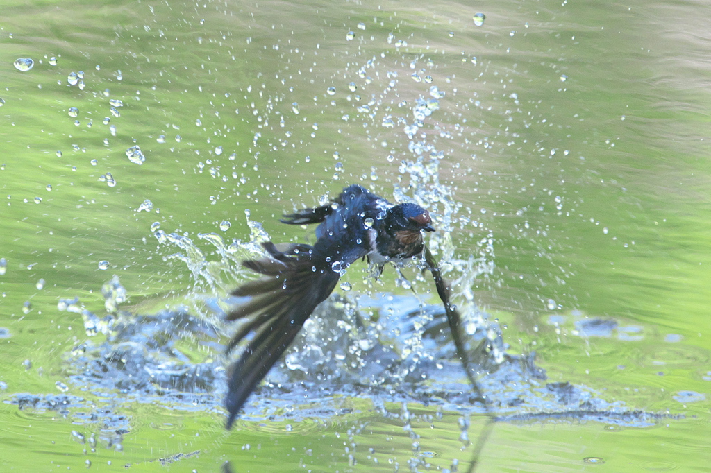 Splash!  swallow
