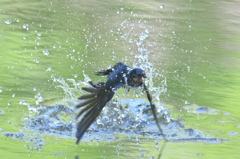 Splash!  swallow