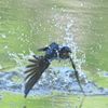 Splash!  swallow