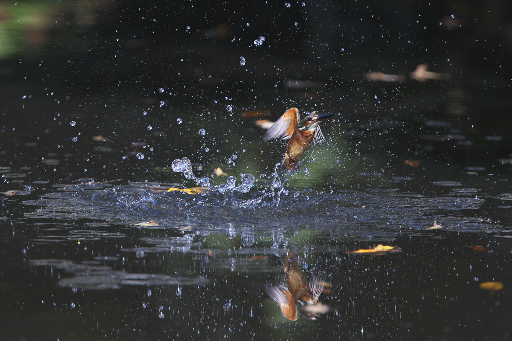 カワセミの織り成す水の芸術３
