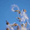 natural　fiber