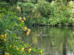 娘の初カワセミ