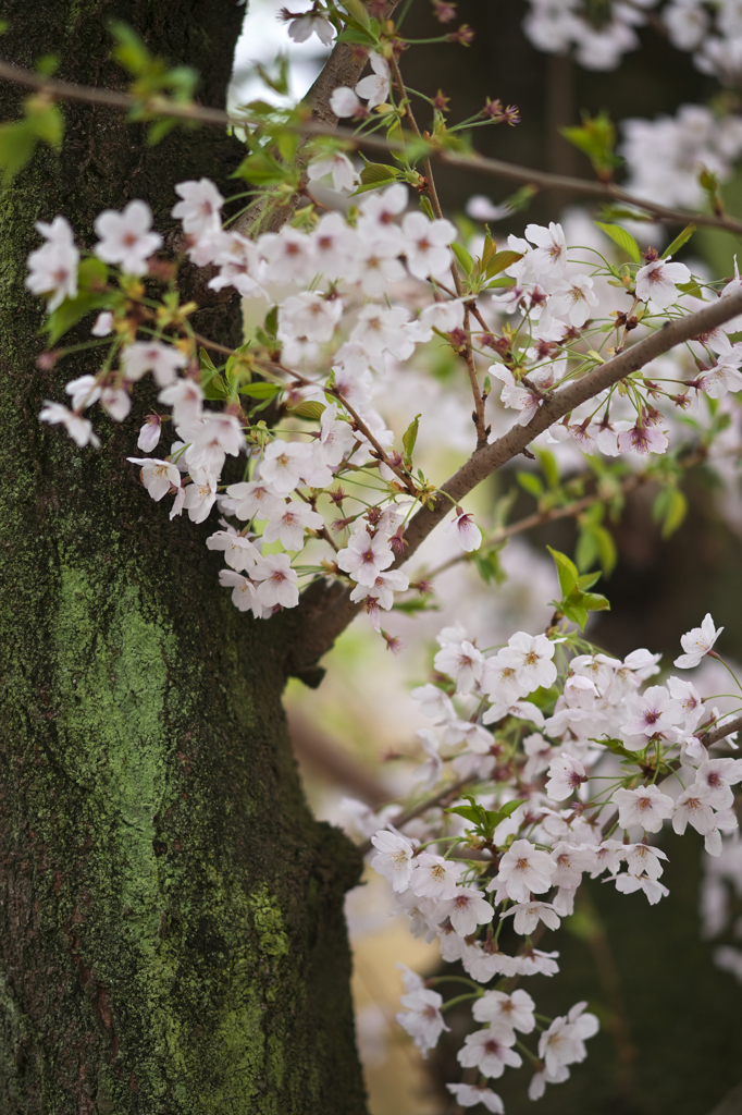 苔と桜