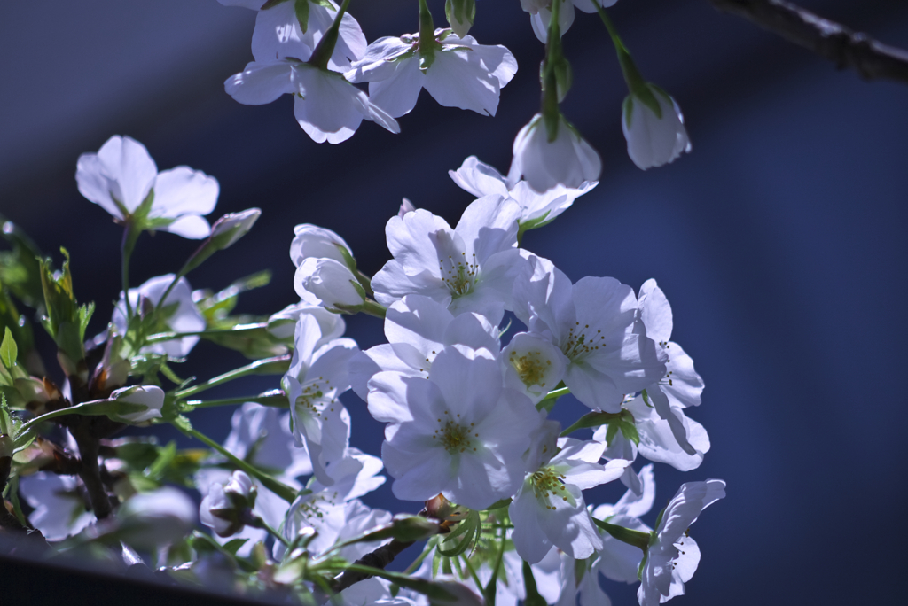 大島桜