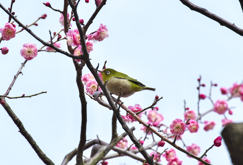 梅ジロー始めました(^.^)