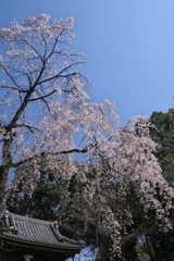 降る桜