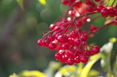 紅