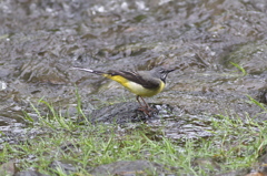 豪雨の出会い