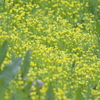 400mmの春(^.^)