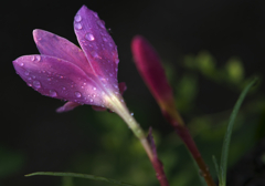 Rain lily