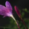 Rain lily