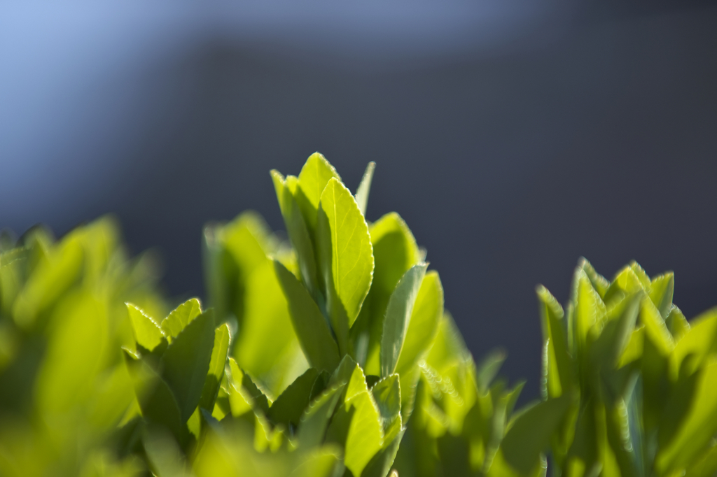 お～いお茶(^.^)