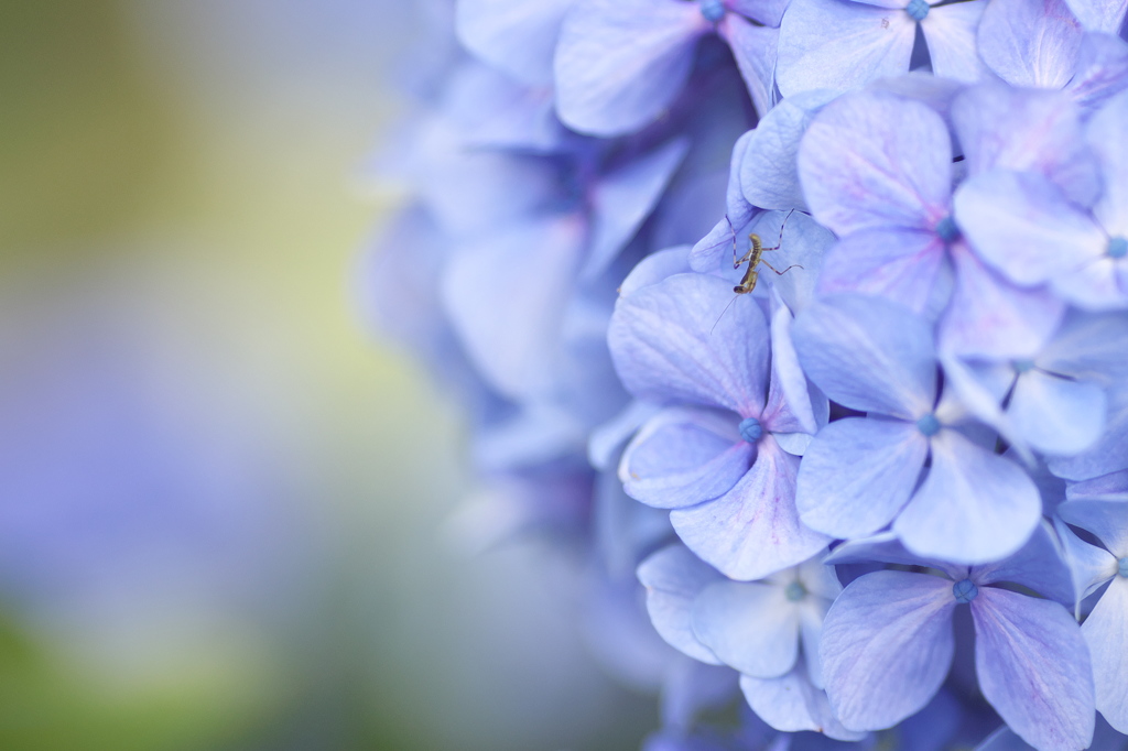 紫陽花と３