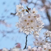 サクラ