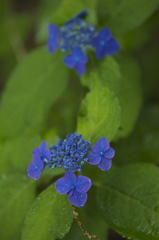 Blue rain　floral