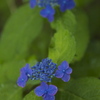 Blue rain　floral