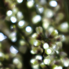 LED flower