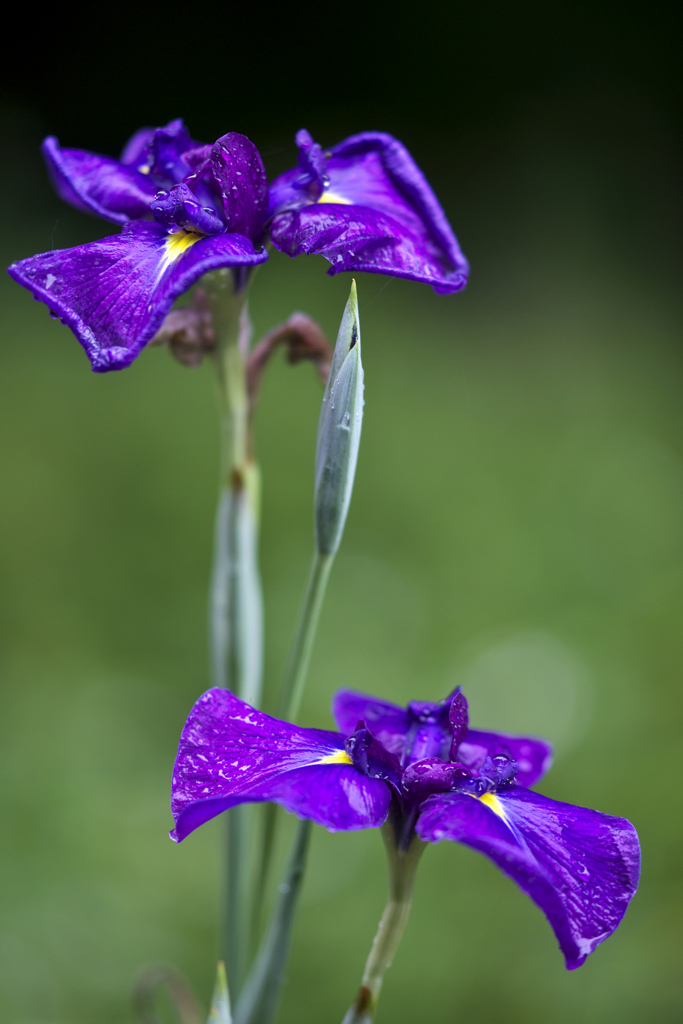 雨上がりの花菖蒲