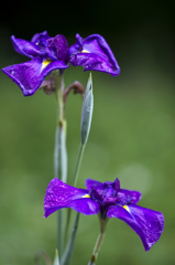 雨上がりの花菖蒲