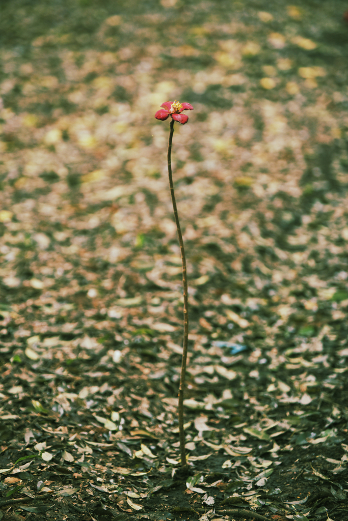 何故そこまで・・・