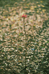 何故そこまで・・・