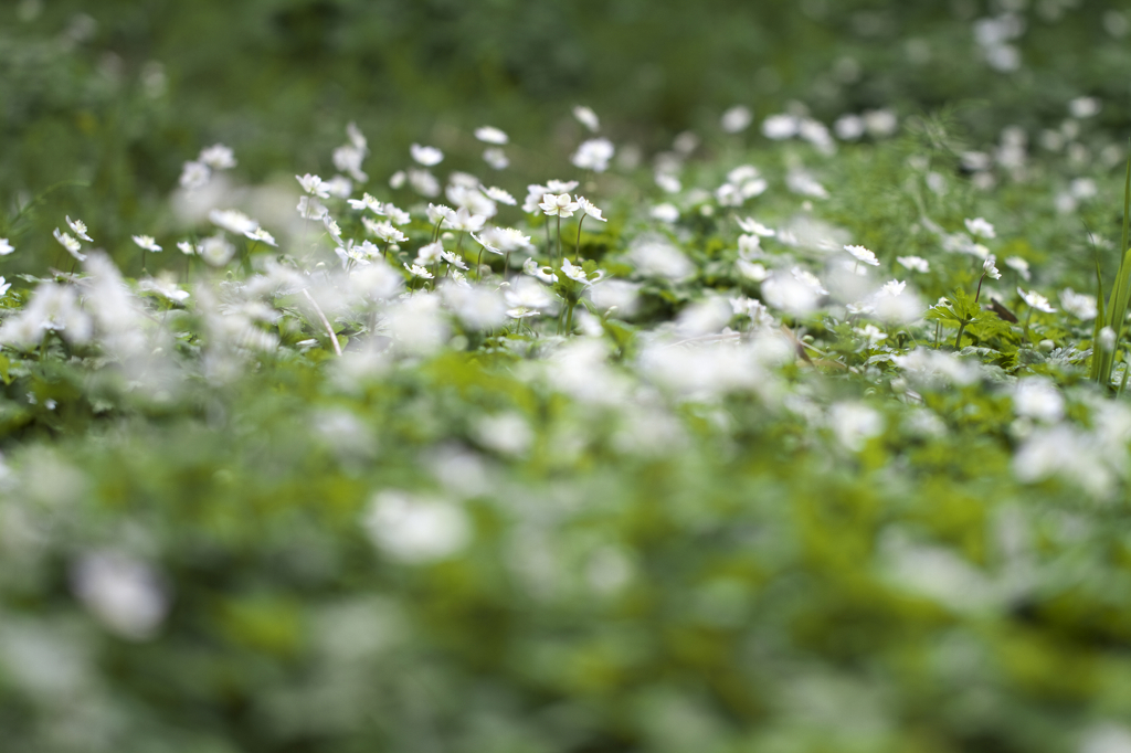秘密の花園