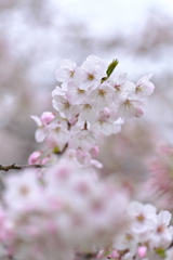 桜雨