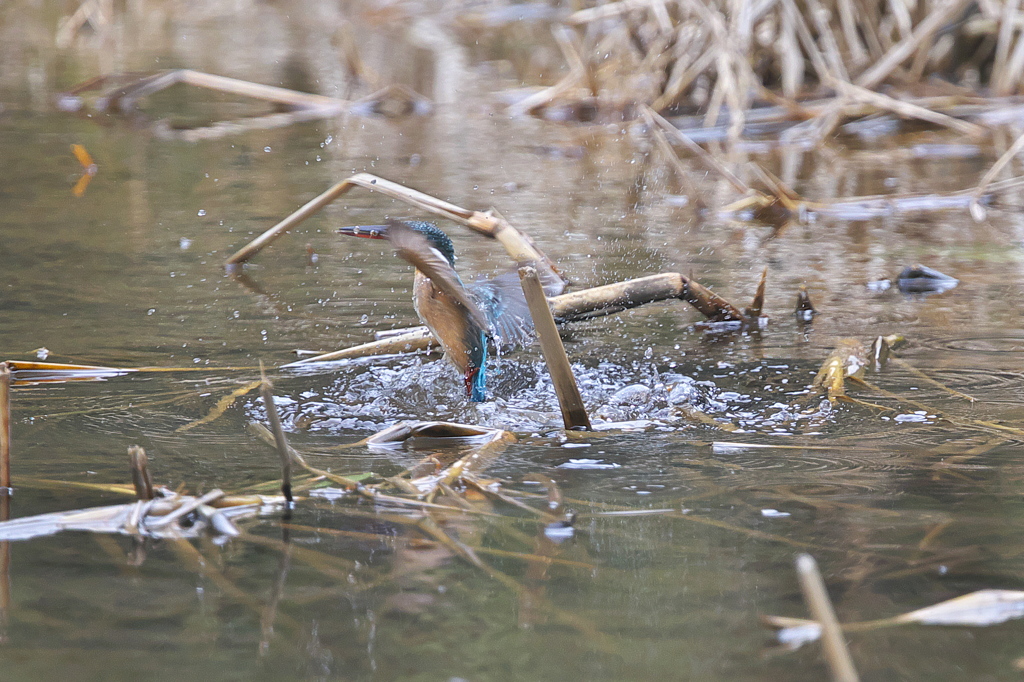 カワ嬢は隣の池で２