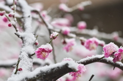 雪紅梅