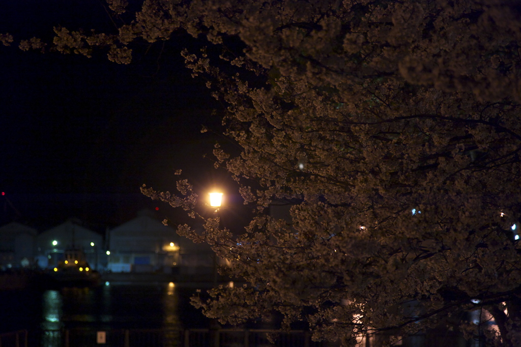 SAKURA Harbor Light