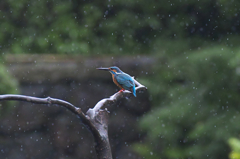 raindrops