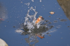 鳥納め2015